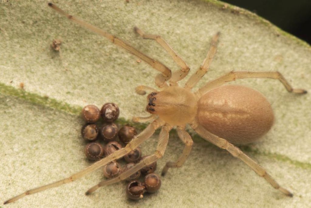 Cheiracanthium mildei che si nutre di uova di Pentatomidae